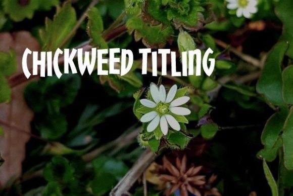 Chickweed Titling: The Display Font for High-Impact Campaigns